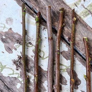 15 Clingstone peach tree cuttings for propagation or grafting